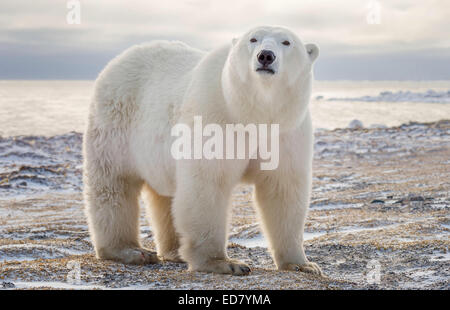 Maschio di Orso Polare stimolante sulla costa della Baia di Hudson Foto Stock