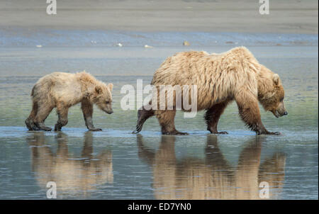 Orso bruno sow e cub clamming sulle velme Foto Stock