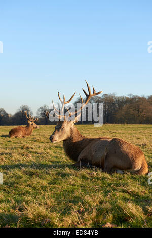 Due Red Deer giacente nel parco autunnali nel tardo pomeriggio la luce. Foto Stock