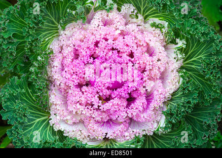 Rosa cavolo decorativo, vicino la foto con il fuoco selettivo Foto Stock