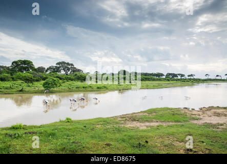 Dipinto di cicogne nel parco nazionale Yala, Sri Lanka, Sud della provincia, in Asia. Foto Stock