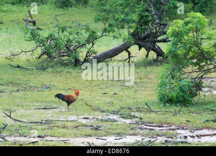 (Junglefowl Gallus lafayetii) Sri Lanka uccello nazionale nel parco nazionale Yala, Sri Lanka, Sud della provincia, in Asia. Foto Stock