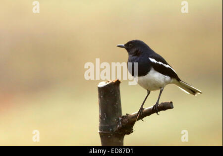 Unico Magpie Robin outdoor permanente Foto Stock