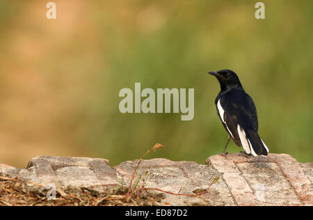 Unico Magpie Robin outdoor permanente Foto Stock