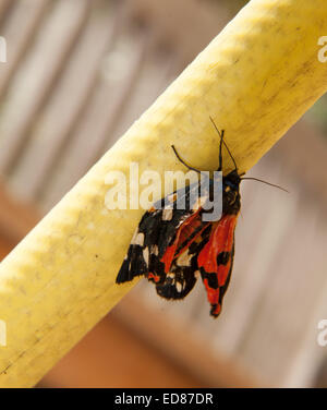 Un scarlet tiger moth asciuga le sue ali whilstclinging per un tubo flessibile da giardino Foto Stock