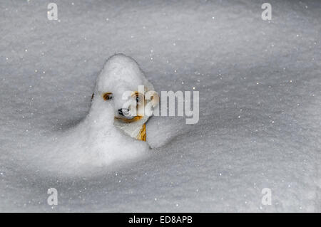 Meerkat ricoperta di neve Foto Stock