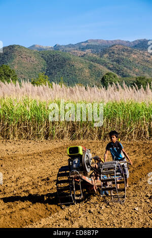 Ragazzo con trazione a due ruote del trattore su campi di zucchero di canna nei pressi di Nyaung Shwe al Lago Inle, Shan-State, Myanmar, Asia Foto Stock