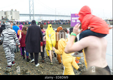 South Queensferry, Edinburgh, Regno Unito. 01 gen 2015. Giorno di nuovi anni nuotare 'Loony Dook' Credit: Keith Lloyd Davenport/Alamy Live News Foto Stock