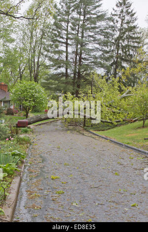 Un quartiere strada è bloccata da un grande albero di quercia e abbattuto le linee di potenza dopo una tempesta di primavera Foto Stock