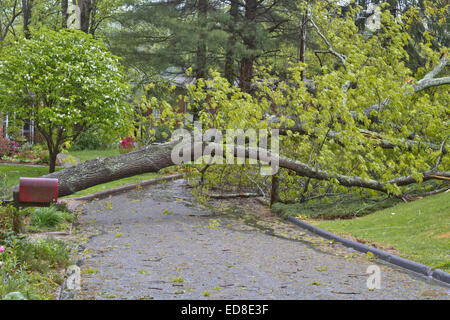 Un quartiere strada è bloccata da un grande albero di quercia e abbattuto le linee di potenza dopo una tempesta di primavera Foto Stock