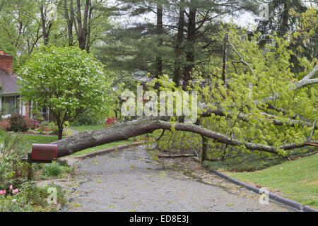 Un quartiere strada è bloccata da un grande albero di quercia che è caduto e sminuzzato attraverso la strada dopo una tempesta di primavera Foto Stock