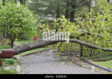 Un quartiere strada è bloccata da un grande albero di quercia che è caduto e sminuzzato attraverso la strada dopo una tempesta di primavera Foto Stock