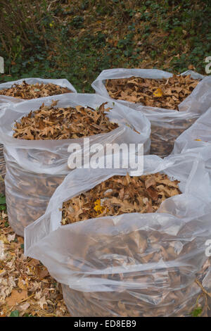 Quattro immondizia di plastica sacchi riempiti con autunno quercia lascia Foto Stock