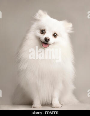 Un ritratto di un felice di Pomerania bianco in un bianco di sfondo per studio. Foto Stock