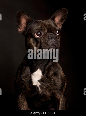 Ritratto di un nero riflessivo bulldog francese in un nero di sfondo per studio Foto Stock