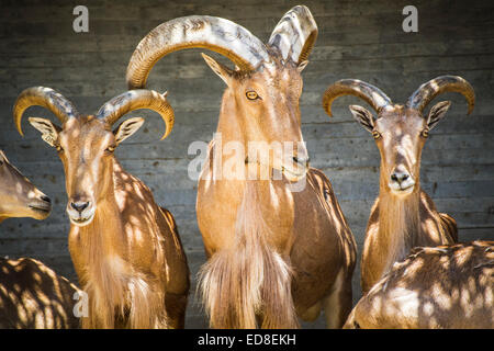 Erbivoro, bel gruppo di Spagnolo ibex, tipico animale Foto Stock