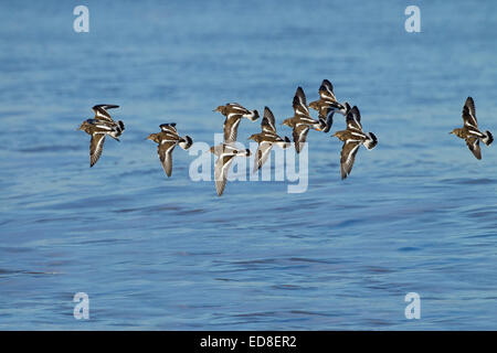 Turnstone Arenaria interpres gregge in volo Foto Stock