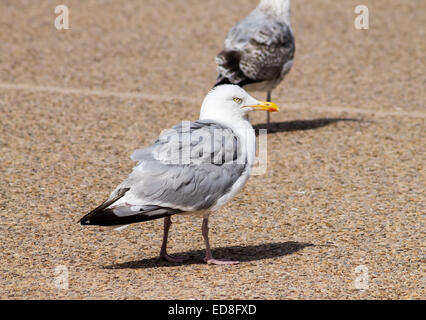 Aringhe adulte gabbiano, in piedi sulla soleggiata street. Blackpool, Lancaster, Inghilterra. Foto Stock