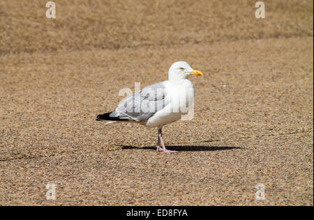 Aringhe adulte gabbiano, in piedi sulla soleggiata street. Blackpool, Lancaster, Inghilterra. Foto Stock