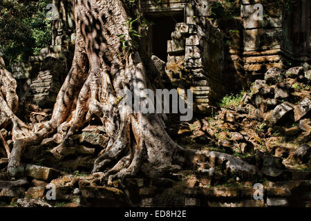 Preah Palilay tempio ricoperta con alberi a Angkor Thom, Cambogia Foto Stock