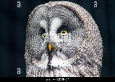 Grande Grigio Allocco (Strix nebulosa), full frame close up. Foto Stock