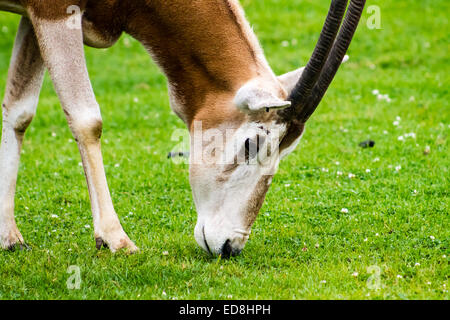 Scimitar Oryx (Oryx dammah sfiorando l'erba verde. Foto Stock