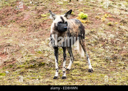 Singolo adulto dipinto africano cane (Lycaon Pictus), in piedi. Foto Stock
