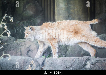 Lince iberica a caccia di un uccello Foto Stock