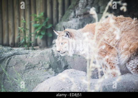 Lince iberica a caccia di un uccello Foto Stock