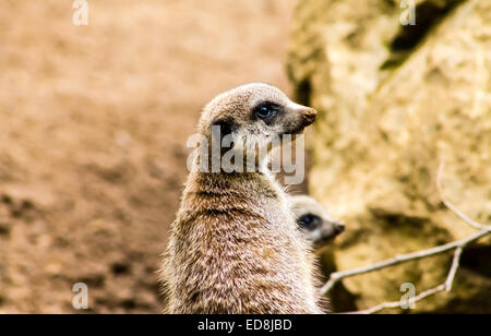 Meerkat (Suricata suricatta), in piedi su Avviso. Chiudere l'immagine. Foto Stock