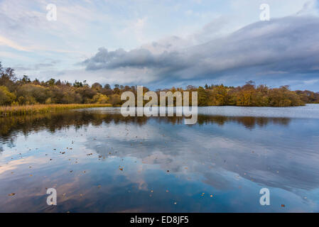 Bolam Lago (Northumberland, Inghilterra) riflette la sera nuvole diviso dal fogliame autunnale di boschi Foto Stock