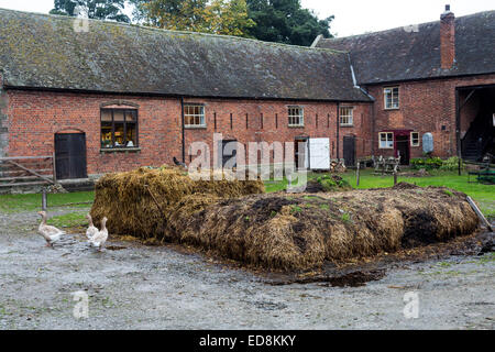 Midden in cortile, Acton Scott storica fattoria, Shropshire Foto Stock