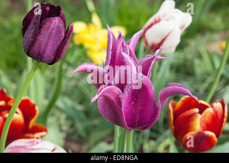 Vari i tulipani in un giardino Foto Stock