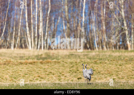 Coppia di gru su un campo in primavera Foto Stock