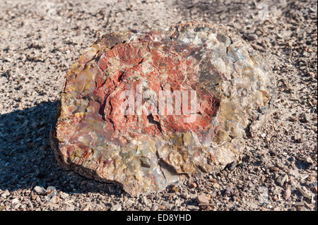 Il segmento di colorati legno pietrificato, Parco Nazionale della Foresta Pietrificata, Arizona, USA Foto Stock