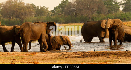 Enorme Elefante africano della mandria di balneazione potabile & spruzzi godendo i piaceri dell'acqua fresca in Okavango Delta Foto Stock