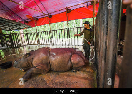 Bagno tempo per Bina, a Sumatra Rhino Santuario, modo Kambas Parco Nazionale. Foto Stock