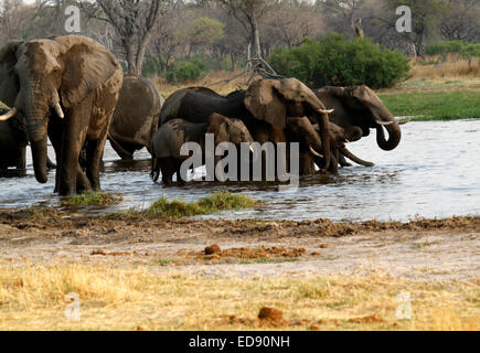 Enorme Elefante africano della mandria di balneazione potabile & spruzzi godendo i piaceri dell'acqua fresca in Okavango Delta Foto Stock