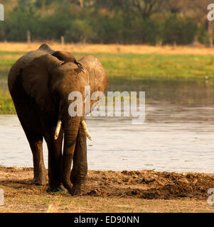 Giovane elefante minerali di scavo con il suo piede erbe torsione intorno con il suo tronco per allentare la terra per ottenere presso i minerali Foto Stock