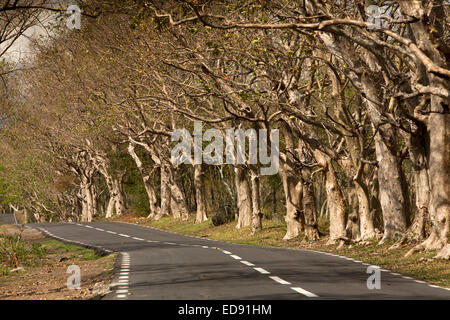 Maurizio, Le Morne, nodose di alberi a sbalzo coast road Foto Stock