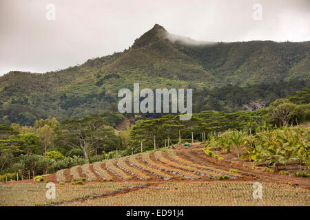 Maurizio, Chamarel, agricoltura, ananassi in crescita in campo Foto Stock