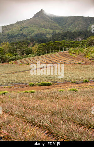 Maurizio, Chamarel, agricoltura, ananassi in crescita in campo Foto Stock