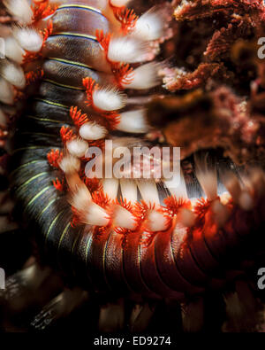 Close up di un barbuto fireworm (Hermodice carunculata). Questa è una specie di marine bristleworm fotografato in Mediterranea Foto Stock