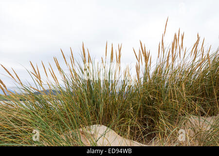 Marram Grass Ammophila arenaria sulle dune di sabbia di un Fharaid con Balnakeil Bay dietro, Durness Sutherland Scotland Regno Unito Foto Stock