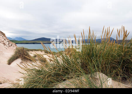 Marram Grass Ammophila arenaria sulle dune di sabbia di un Fharaid con Balnakeil Bay dietro, Durness Sutherland Scotland Regno Unito Foto Stock