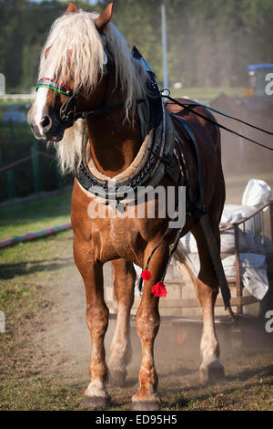 Ritratto di un cavallo, cavallo marrone Foto Stock
