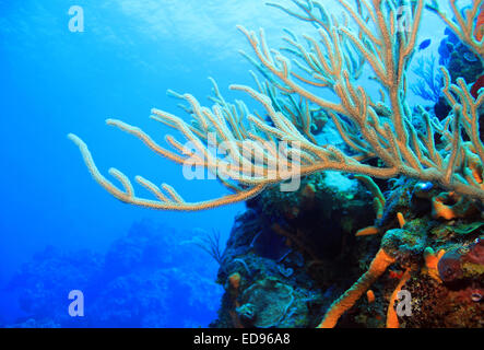 Coralli contro la superficie, Cozumel, Messico Foto Stock