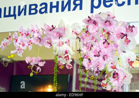 Orchidee. La mosca mostra internazionale di fiori Foto Stock