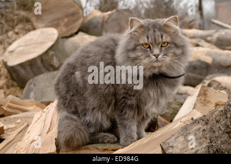 Gatto seduto su un intoppo nel legno Foto Stock