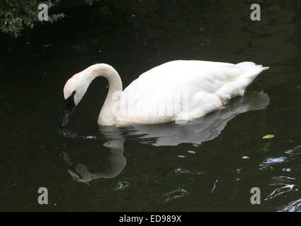 North American Trumpeter Swan (Cygnus buccinatore) alimentazione in un lago Foto Stock